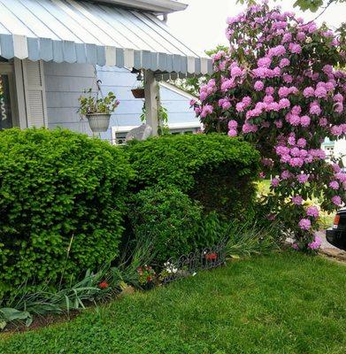 Rhody in bloom!