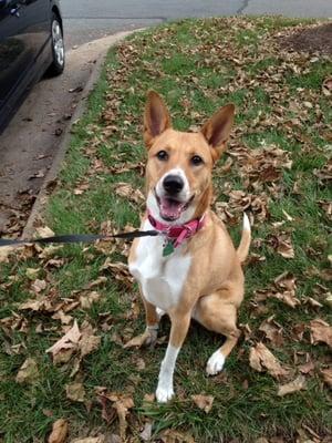 Lets go chase some more squirrels - please - pretty please with cherries on top. I cant wait for my weekly walks with Claws~N~Paws!