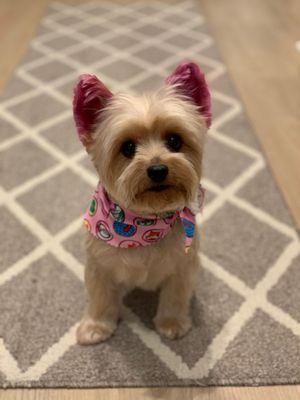 After grooming...Pink hair don't care!