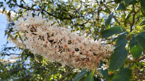 California buckeye