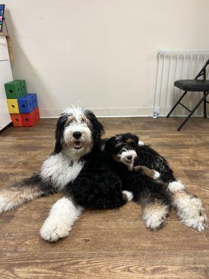 Jelly Roll & Kugel the bernedoodles.