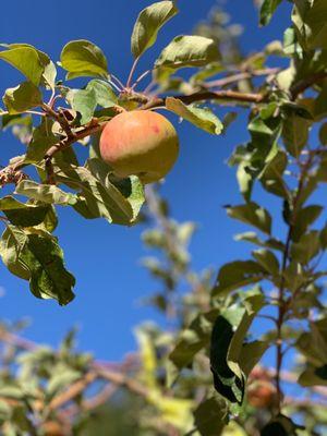 Still some good apples left at the end of October