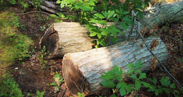 Log