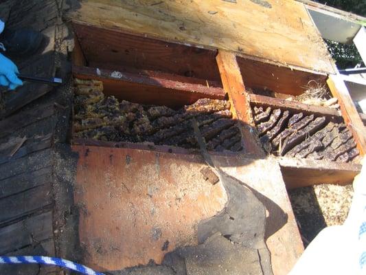 Bug Zappers found and removed this massive (over 100 pounds) honey bee nest in a homeowners roof.