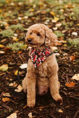 Toby striking a pose after his haircut