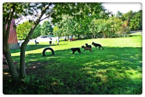 The Backyard Dog Park at Sutherland's PetWorks