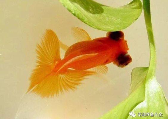 紅蝶尾金魚