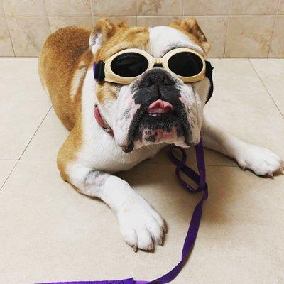 Laser therapy at Biscayne Animal Hospital