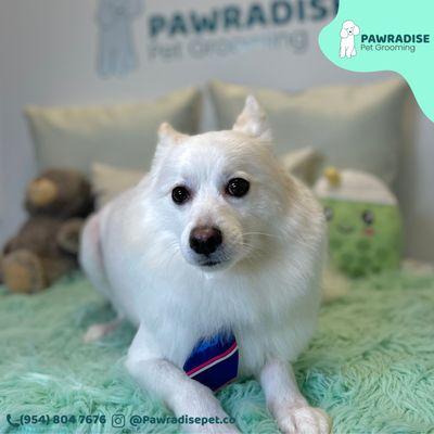 Pawradise Pet Grooming