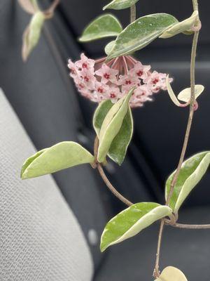 Hoya pink flowers plant so pretty!