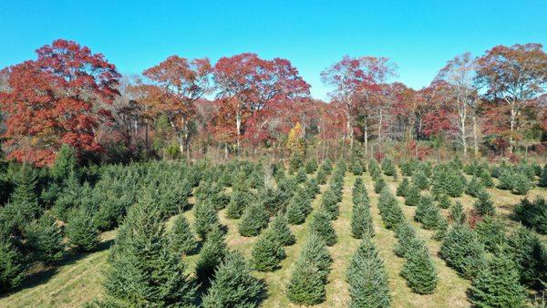 Bedrock Tree Farm