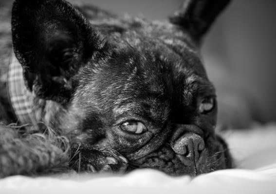 Stitch! The Beach Beauty Bar mascot. He teaches us how to relax and meditate in the warm California sun.