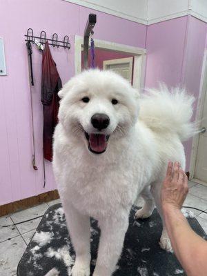 He was so happy to be groomed properly!