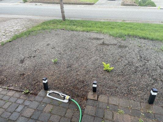 Hydro seeded lawn watered every day for 15mins for 3 weeks.