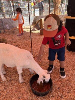 Petting zoo