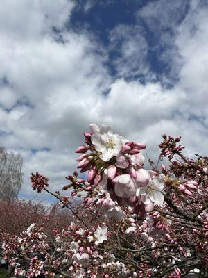 Cherry blossoms at Seward Park that I took on my new phone!!