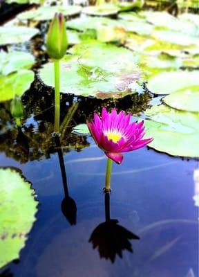 Hill Country Water Gardens & Nursery