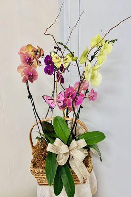 Colorful, Phalaenopsis orchid garden.