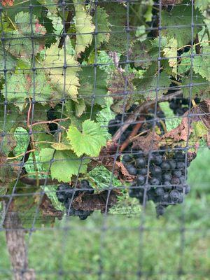 Grapes at the vineyard