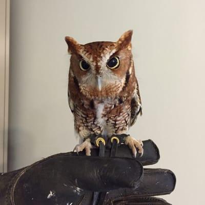 Ellis the screech owl