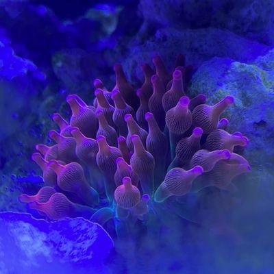 Bubble anemone purchased at Sea King Aquarium