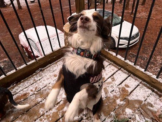 Angus the Aussie shepherd