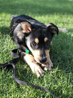 Our puppy, happy and content, after another great puppy kindergarten class!