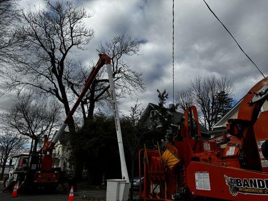 Tree pruning and tree removal is our specialty!