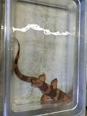 Banded catshark