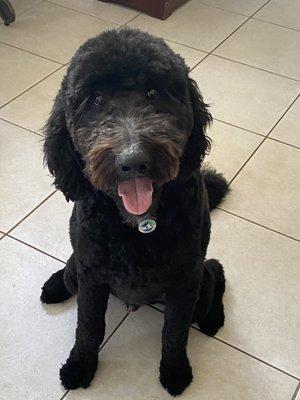 My boy back from the groomers happy and looking so handsome. Thank you for doing such an amazing job.