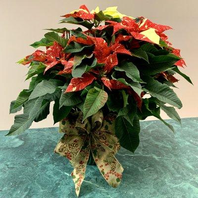 HOLIDAY FLOWERS - premium quality