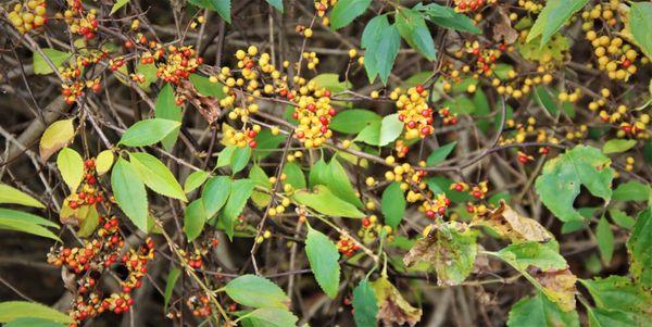 Berries getting into the fall color act