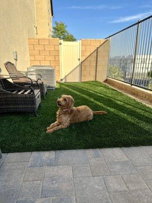 Our dog enjoying his new favorite space!