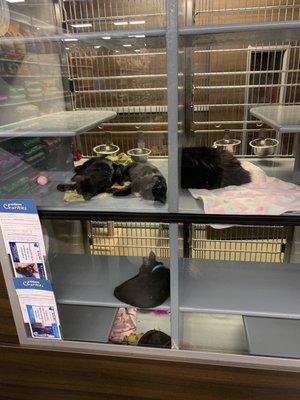 Kitty's to adopt