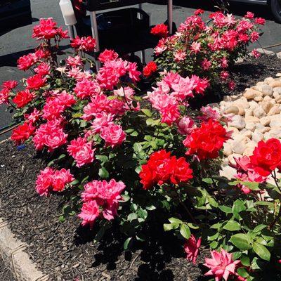 Roses at entrance