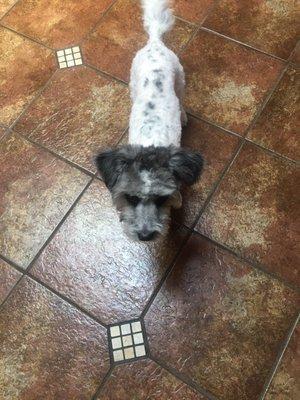 Bianca in the kitchen after her haircut.