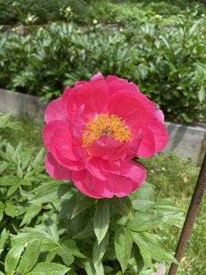 Peony