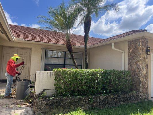 Property cleanup, trimming hedges, palms, pulling weeds, etc