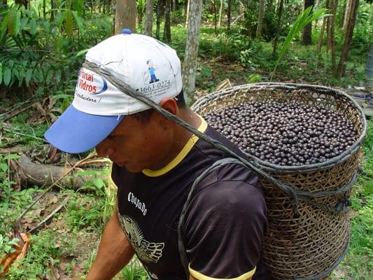 Açaí, used in balms and butters for body, face and lips