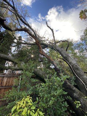 Oak tree looming over neighbor's fence and yard.