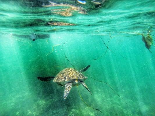 Sea Turtle sighted on Kayak and Snorkel Tour.