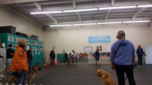 San Lorenzo Dog Training Club