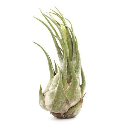 We sell high quality Guatemalan air plants in large and small quantities!