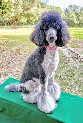 Fiona... our 6 yr. old Standard parti-colored Poodle... and happy patient of Newberry Animal Hospital.