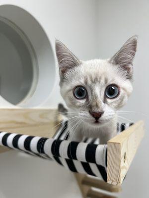 the cat rooms have cat hammocks!... and cat windows!