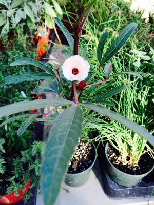 Hibiscus flower!!!