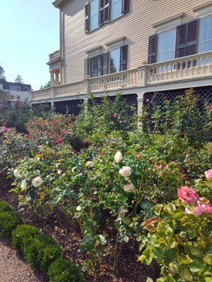 The Rose garden