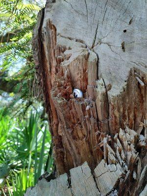 Lake Kissimmee State Park