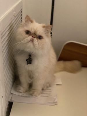 Persian Cat