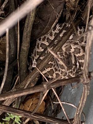 Baby Southern Pacific Rattlesnake on the side of the trail.